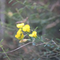 Crotalaria albida B.Heyne ex Roth